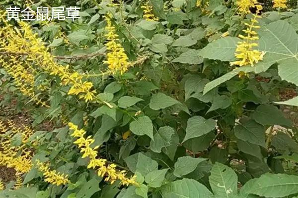 鼠尾草的开花时间,花期一般是6-9月份
