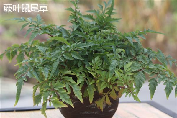 鼠尾草的开花时间,花期一般是6-9月份