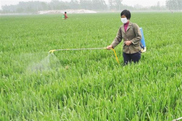 小麦除草剂冬季什么时候打合适，幼苗期和返青期打合适