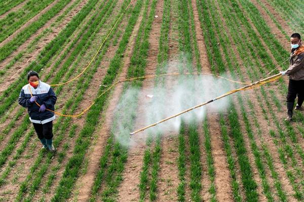 小麦除草剂冬季什么时候打合适，幼苗期和返青期打合适