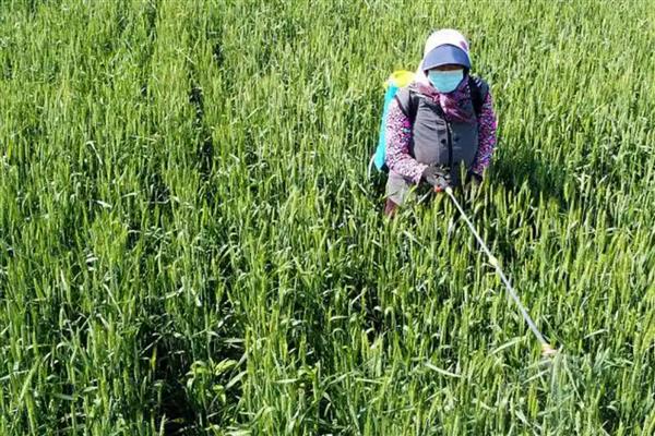 小麦除草剂冬季什么时候打合适，幼苗期和返青期打合适