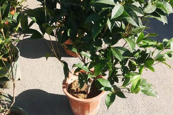 月月桂叶子干枯怎么处理，适合生长在弱酸性的土壤中