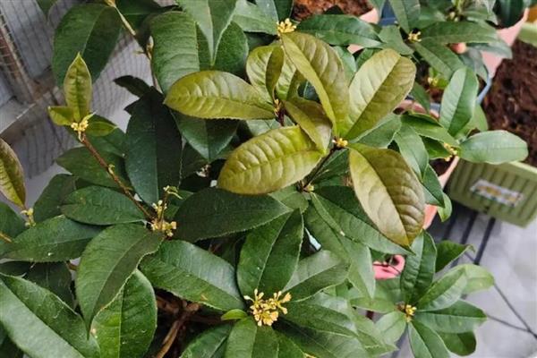 月月桂叶子干枯怎么处理，适合生长在弱酸性的土壤中