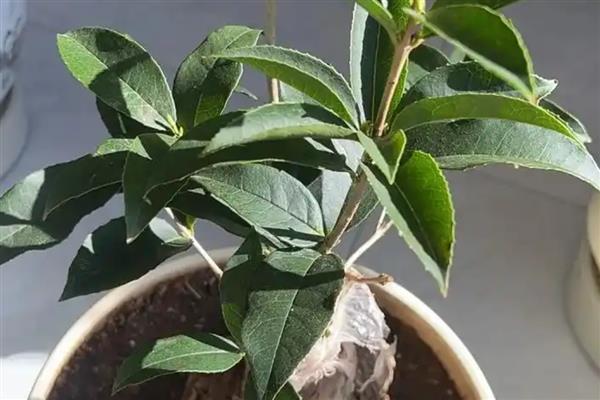 月月桂叶子干枯怎么处理，适合生长在弱酸性的土壤中