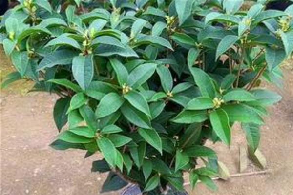 月月桂叶子干枯怎么处理，适合生长在弱酸性的土壤中
