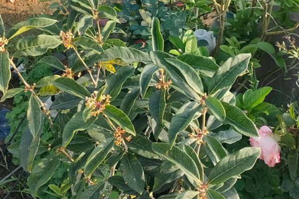 月月桂叶子干枯怎么处理，适合生长在弱酸性的土壤中