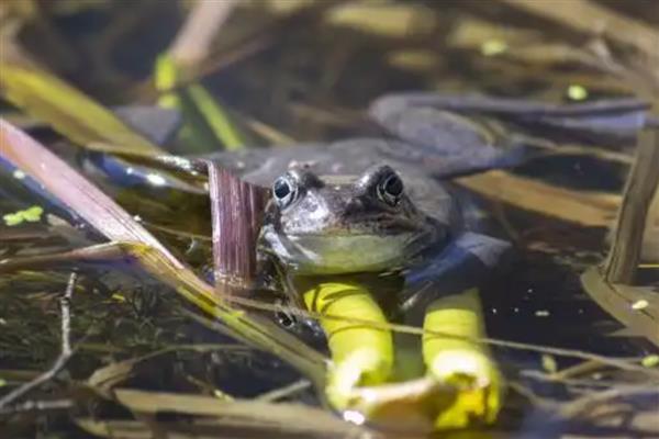 青蛙怎么繁殖，繁殖方式为?体外受精、卵生