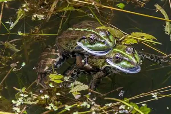青蛙怎么繁殖，繁殖方式为?体外受精、卵生