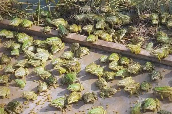 青蛙怎么繁殖，繁殖方式为?体外受精、卵生