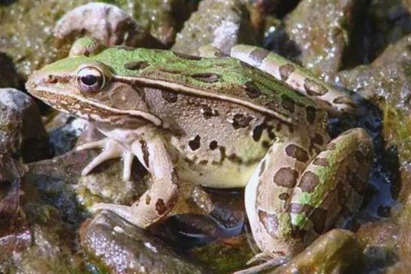 青蛙怎么繁殖，繁殖方式为?体外受精、卵生