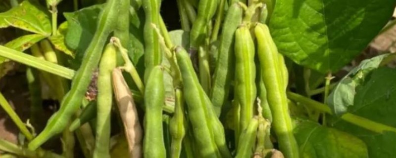 北方红小豆的种植方法,播种前先浸种3-4小时