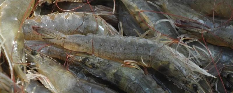 大棚养殖对虾的水温，生长温度25℃-32°C