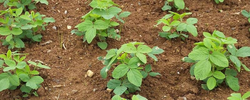 黑豆什么时候种植，可在5月15日至20日播种