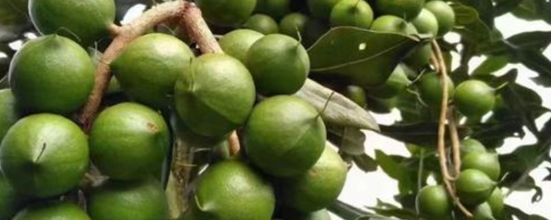 中国哪里可以种植夏威夷果树，云南、广东、台湾等地