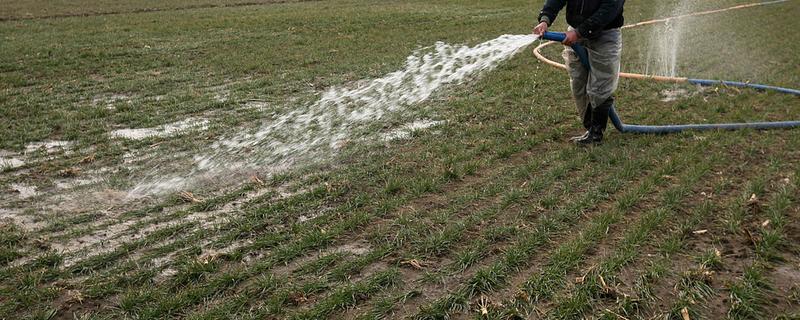 为什么小麦要浇越冬水，可以促进麦苗健壮生长