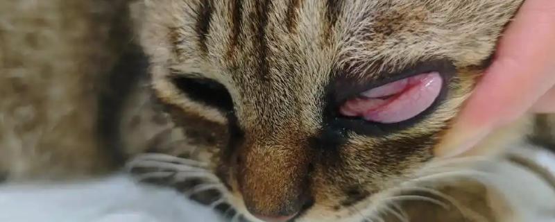 猫咪的眼睛红肿睁不开的原因，可能是受到异物刺激所致