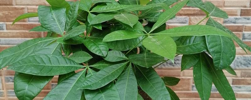 发财树叶子发白的原因，可能是病虫害所致