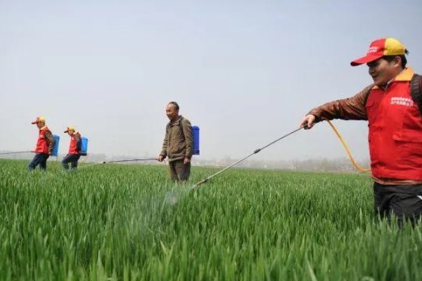 种植小麦怎么防治麦秆蝇，加快前期的生长发育是根本措施