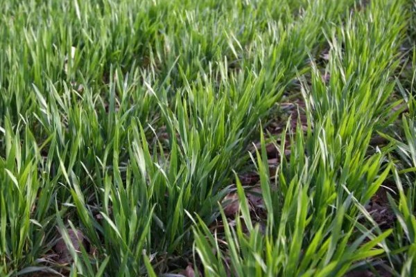 种植小麦怎么防治麦秆蝇，加快前期的生长发育是根本措施