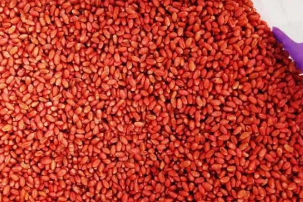 种植小麦怎么防治麦秆蝇，加快前期的生长发育是根本措施