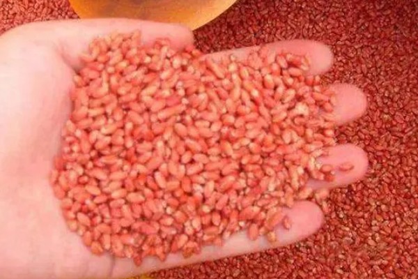 种植小麦怎么防治麦秆蝇，加快前期的生长发育是根本措施