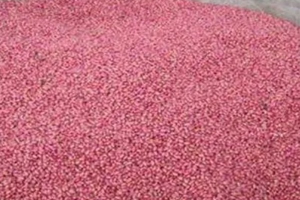 种植小麦怎么防治麦秆蝇，加快前期的生长发育是根本措施