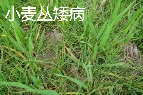 种植小麦怎么防治麦秆蝇，加快前期的生长发育是根本措施
