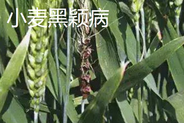 种植小麦怎么防治麦秆蝇，加快前期的生长发育是根本措施