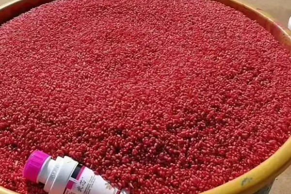 种植小麦怎么防治麦秆蝇，加快前期的生长发育是根本措施