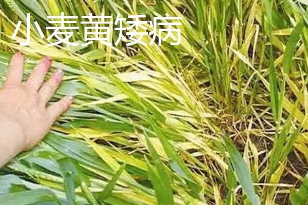 种植小麦怎么防治麦秆蝇，加快前期的生长发育是根本措施