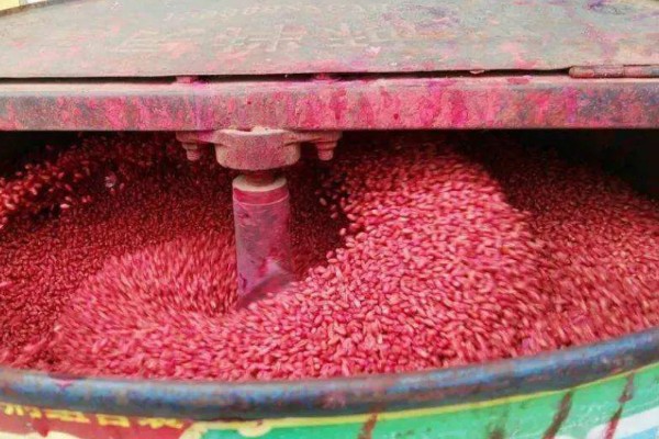 种植小麦怎么防治麦秆蝇，加快前期的生长发育是根本措施