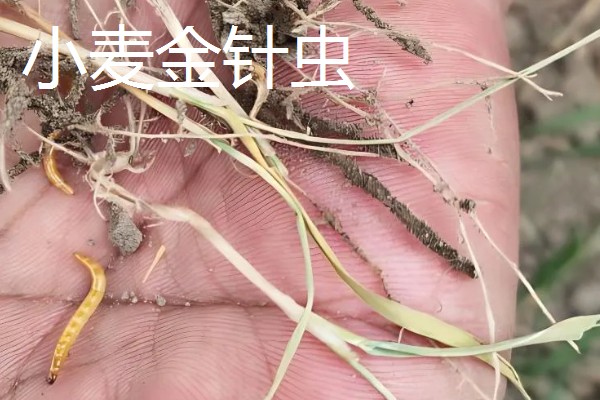 种植小麦怎么防治麦秆蝇，加快前期的生长发育是根本措施