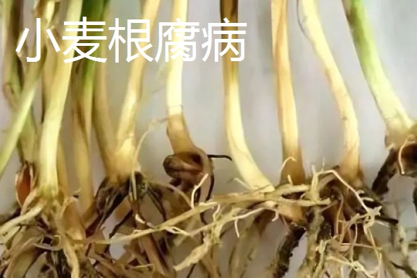 种植小麦怎么防治麦秆蝇，加快前期的生长发育是根本措施