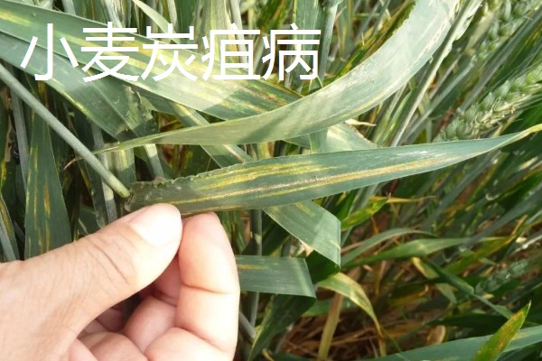 种植小麦怎么防治麦秆蝇，加快前期的生长发育是根本措施
