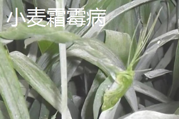 种植小麦怎么防治麦秆蝇，加快前期的生长发育是根本措施