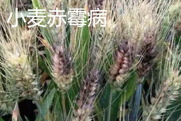 种植小麦怎么防治麦秆蝇，加快前期的生长发育是根本措施