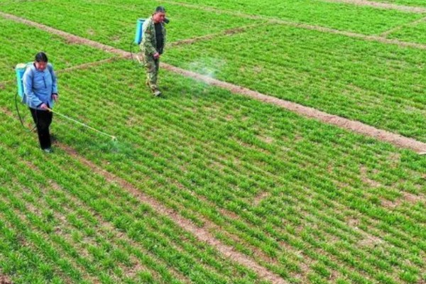 种植小麦怎么防治麦秆蝇，加快前期的生长发育是根本措施