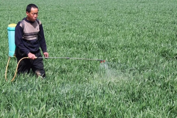 种植小麦怎么防治麦秆蝇，加快前期的生长发育是根本措施