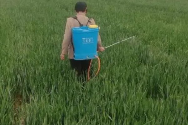 种植小麦怎么防治麦秆蝇，加快前期的生长发育是根本措施