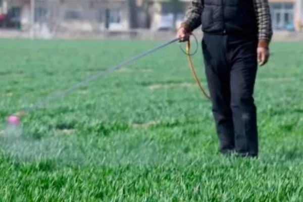 种植小麦怎么防治麦秆蝇，加快前期的生长发育是根本措施