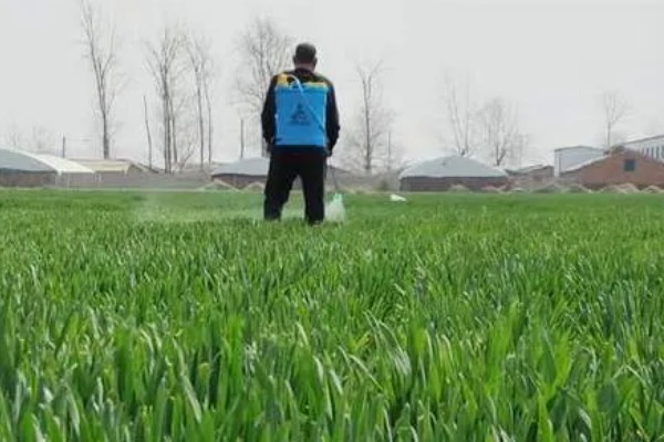 种植小麦怎么防治麦秆蝇，加快前期的生长发育是根本措施