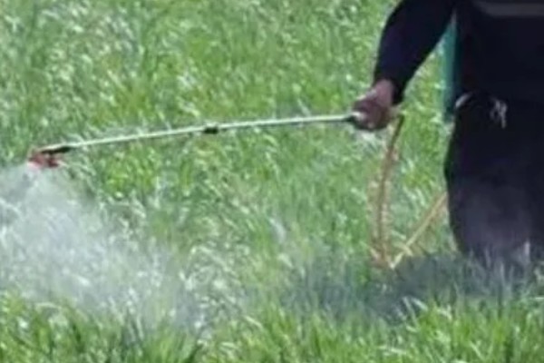 种植小麦怎么防治麦秆蝇，加快前期的生长发育是根本措施