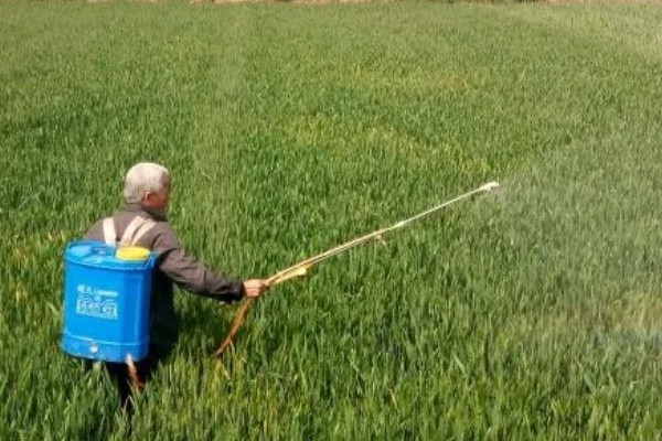 种植小麦怎么防治麦秆蝇，加快前期的生长发育是根本措施