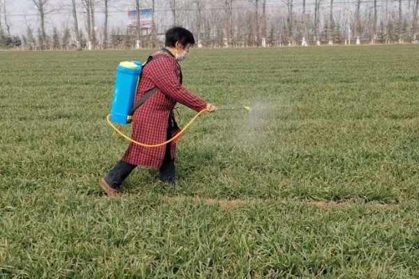 种植小麦怎么防治麦秆蝇，加快前期的生长发育是根本措施