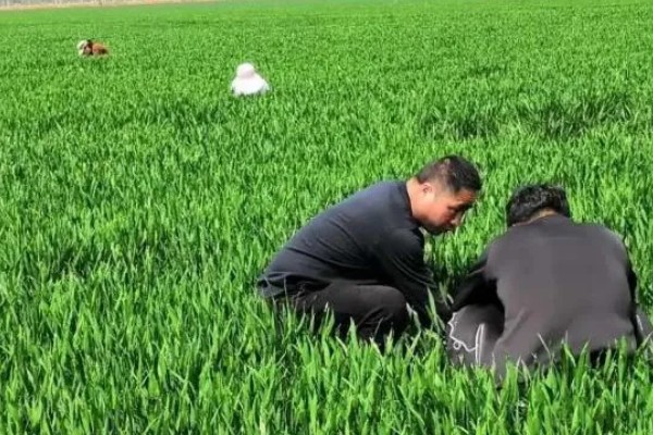 种植小麦怎么防治麦秆蝇，加快前期的生长发育是根本措施