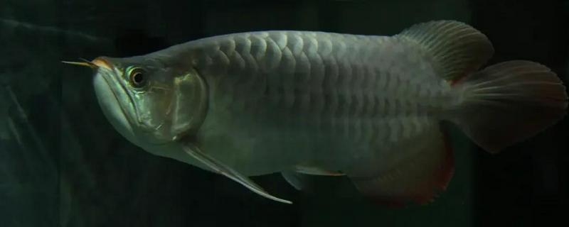 龙鱼一只眼下垂的原因，可能是营养过剩所致