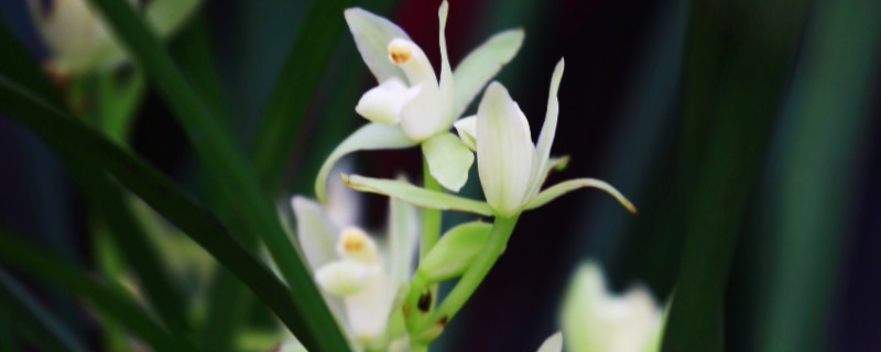 幽兰花的花语，寓意温文尔雅、清雅脱俗等