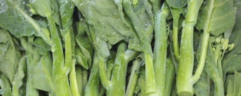 芥蓝能不能用冰箱保存,用保鲜膜包裹后再冷藏