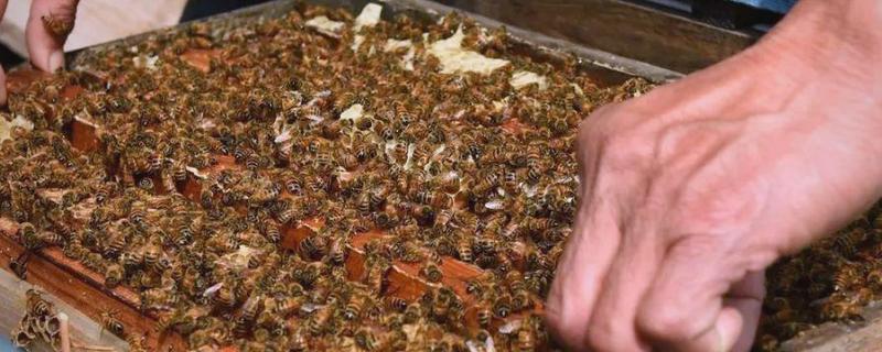 冬季饲喂蜜蜂的技巧，饲料一般多为白砂糖