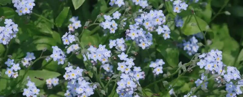 勿忘我的种植时间，春秋季节可提高发芽率